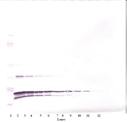 TNF beta Polyclonal Antibody, PeproTech , Invitrogen:Antibodies:Primary