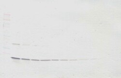 Invitrogen TNF beta Polyclonal Antibody, Biotin, PeproTech , Invitrogen