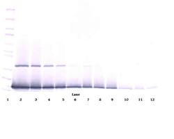 Invitrogen IFN gamma Polyclonal Antibody, PeproTech , Invitrogen 100 &mu;g;