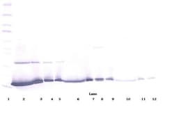 Invitrogen IFN gamma Polyclonal Antibody, PeproTech , Invitrogen 100 &mu;g;