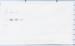 PeproTech CD14 (soluble) Polyclonal Antibody, PeproTech , Invitrogen:Antibodies:Primary