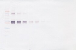 Invitrogen CD14 (soluble) Polyclonal Antibody, Biotin, PeproTech , Invitrogen