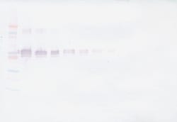 Invitrogen CD14 (soluble) Polyclonal Antibody, Biotin, PeproTech , Invitrogen