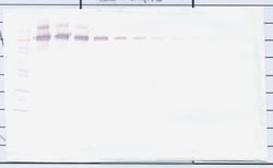 PD-L1 Fc Polyclonal Antibody, PeproTech , Invitrogen:Antibodies:Primary