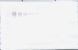 PD-L1 Fc Polyclonal Antibody, PeproTech , Invitrogen:Antibodies:Primary