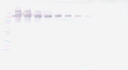 Invitrogen PD-L1 Fc Polyclonal Antibody, Biotin, PeproTech , Invitrogen