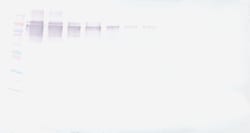 Invitrogen PD-L1 Fc Polyclonal Antibody, Biotin, PeproTech , Invitrogen