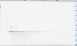 PeproTech Amphiregulin Polyclonal Antibody, PeproTech , Invitrogen 100