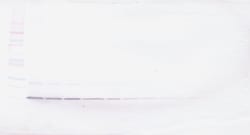 Invitrogen Amphiregulin Polyclonal Antibody, Biotin, PeproTech , Invitrogen