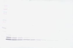 PeproTech beta-5 Defensin Polyclonal Antibody, Biotin, PeproTech , Invitrogen