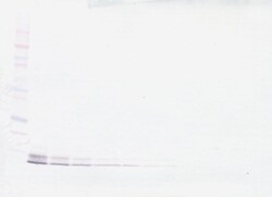 PeproTech beta-5 Defensin Polyclonal Antibody, Biotin, PeproTech , Invitrogen