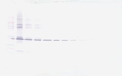 Invitrogen MMP3 Polyclonal Antibody, Biotin, PeproTech , Invitrogen 500