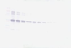 Invitrogen MMP3 Polyclonal Antibody, Biotin, PeproTech , Invitrogen 500