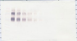 PeproTech IL4R (soluble) Polyclonal Antibody, PeproTech , Invitrogen 50