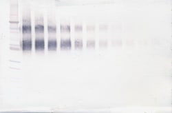IL4R (soluble) Polyclonal Antibody, Biotin, PeproTech , Invitrogen:Antibodies:Primary