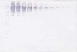 Invitrogen VAP-1 Polyclonal Antibody, Biotin, PeproTech , Invitrogen 25