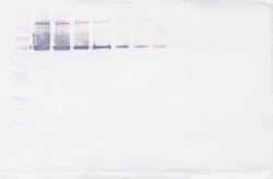 Invitrogen VAP-1 Polyclonal Antibody, Biotin, PeproTech , Invitrogen 25