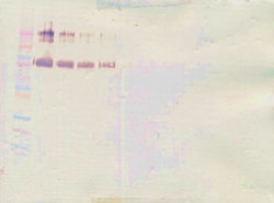 Invitrogen CD34 (soluble) Polyclonal Antibody, PeproTech , Invitrogen 1