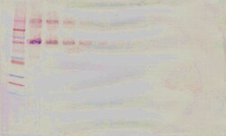 Invitrogen CD34 (soluble) Polyclonal Antibody, Biotin, PeproTech , Invitrogen