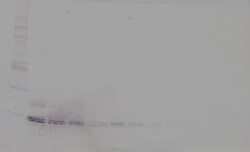 HBEGF Polyclonal Antibody, PeproTech , Invitrogen:Antibodies:Primary Antibodies