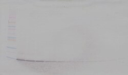 HBEGF Polyclonal Antibody, PeproTech , Invitrogen:Antibodies:Primary Antibodies