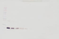 Invitrogen IFN beta Polyclonal Antibody, PeproTech , Invitrogen 50 &mu;g;