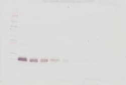 Invitrogen IFN beta Polyclonal Antibody, PeproTech , Invitrogen 50 &mu;g;