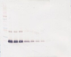 IFN beta Polyclonal Antibody, Biotin, PeproTech , Invitrogen:Antibodies:Primary