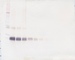IFN beta Polyclonal Antibody, Biotin, PeproTech , Invitrogen:Antibodies:Primary
