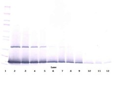 IFN gamma Polyclonal Antibody, Biotin, PeproTech , Invitrogen:Antibodies:Primary