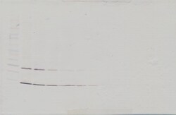 Invitrogen Uteroglobin Polyclonal Antibody, PeproTech , Invitrogen 1 mg;