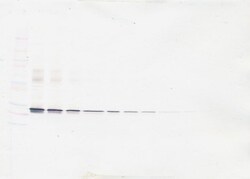 Invitrogen ApoA1 Polyclonal Antibody, PeproTech , Invitrogen 100 &mu;g;