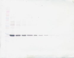 Invitrogen ApoA1 Polyclonal Antibody, PeproTech , Invitrogen 100 &mu;g;