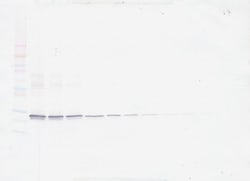 Invitrogen ApoA1 Polyclonal Antibody, Biotin, PeproTech , Invitrogen 25