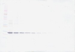 Invitrogen ApoA1 Polyclonal Antibody, Biotin, PeproTech , Invitrogen 25