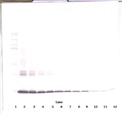 Invitrogen GM-CSF Polyclonal Antibody, Biotin, PeproTech , Invitrogen 50