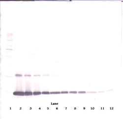 Invitrogen GM-CSF Polyclonal Antibody, Biotin, PeproTech , Invitrogen 50