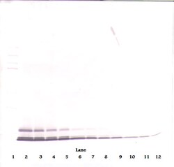 CCL5 (RANTES) Polyclonal Antibody, PeproTech , Invitrogen:Antibodies:Primary