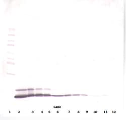 CCL5 (RANTES) Polyclonal Antibody, PeproTech , Invitrogen:Antibodies:Primary