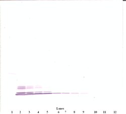 PeproTech CCL3 Polyclonal Antibody, PeproTech , Invitrogen:Antibodies:Primary