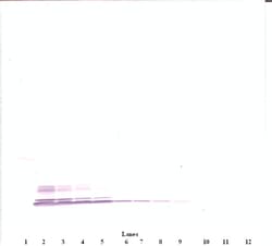 PeproTech CCL3 Polyclonal Antibody, Biotin, PeproTech , Invitrogen 500