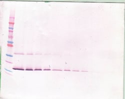 Invitrogen LIF Polyclonal Antibody, PeproTech , Invitrogen 50 &mu;g; Unconjugated:Antibodies,