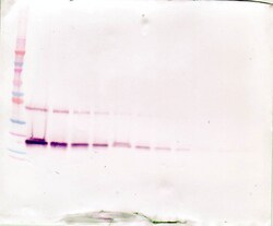 Invitrogen LIF Polyclonal Antibody, PeproTech , Invitrogen 50 &mu;g; Unconjugated:Antibodies,