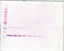 Invitrogen LIF Polyclonal Antibody, Biotin, PeproTech , Invitrogen 50 &mu;g;
