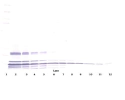 Invitrogen Lymphotactin Polyclonal Antibody, Biotin, PeproTech , Invitrogen