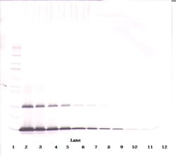 Invitrogen FLT3LG Polyclonal Antibody, PeproTech , Invitrogen 50 &mu;g;