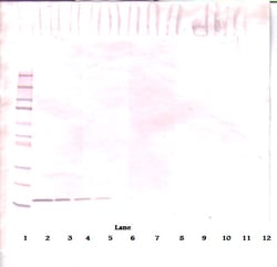 Invitrogen FLT3LG Polyclonal Antibody, PeproTech , Invitrogen 50 &mu;g;