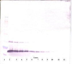 G-CSF Polyclonal Antibody, Biotin, PeproTech , Invitrogen:Antibodies:Primary