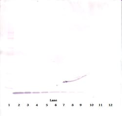 EGF Polyclonal Antibody, PeproTech , Invitrogen:Antibodies:Primary Antibodies