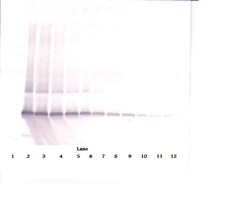 Invitrogen PDGF-AA Polyclonal Antibody, Biotin, PeproTech , Invitrogen